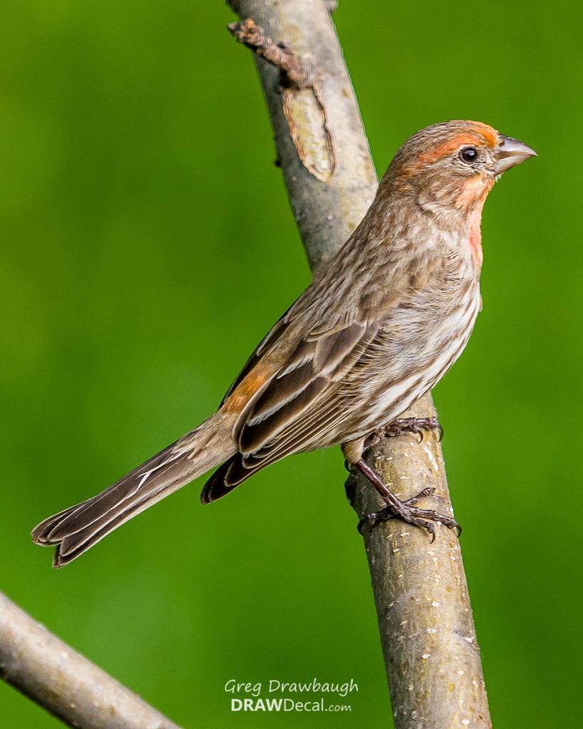 House Finch (Common) Photo by Greg Drawbaugh