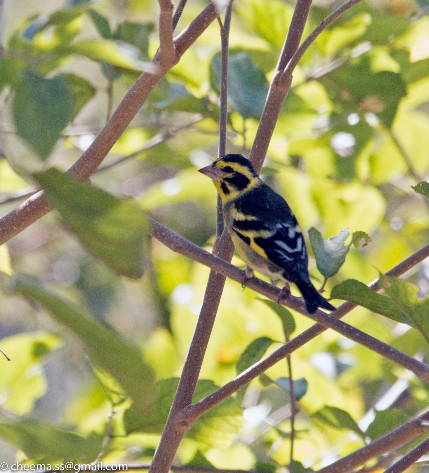 Yellow-breasted Greenfinch Photo by Simepreet Cheema
