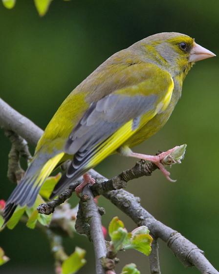 European Greenfinch Photo by Mike Barth