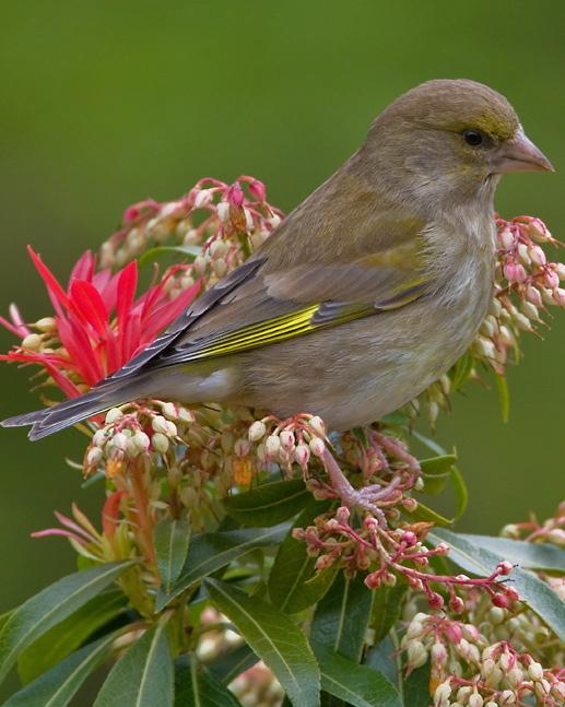 European Greenfinch Photo by Mike Barth