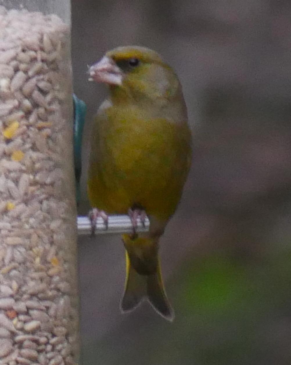 European Greenfinch Photo by Peter Lowe