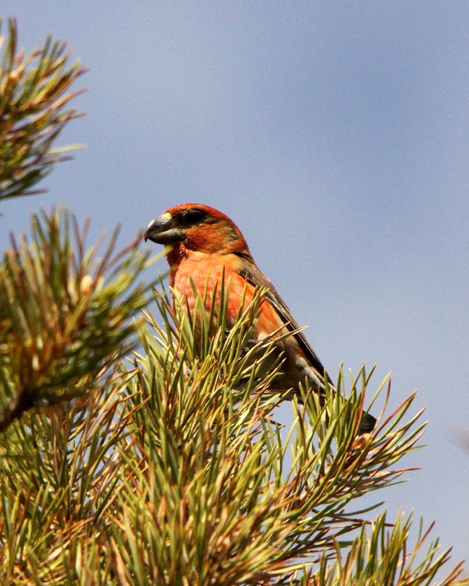 Parrot Crossbill Photo by Chris Lansdell