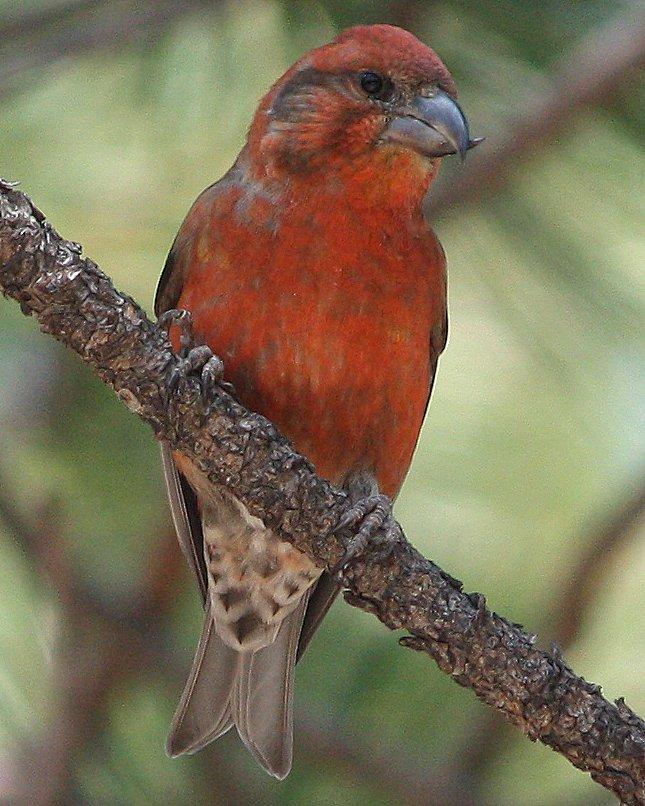 Red Crossbill Photo by Andrew Core