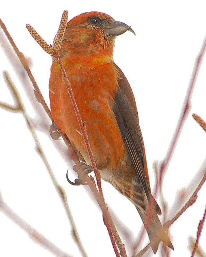 Red Crossbill Photo by Mike Fish