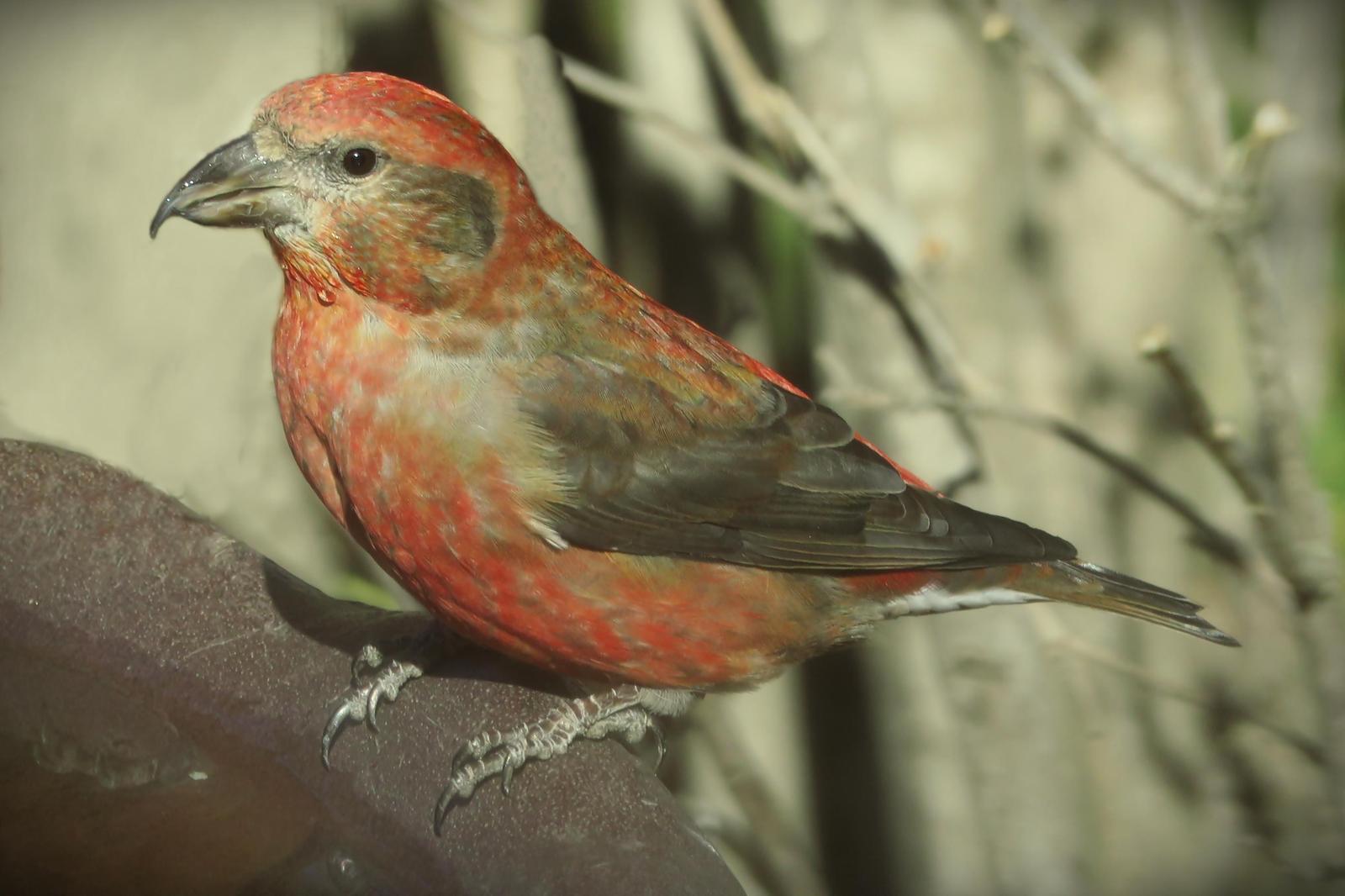 Red Crossbill Photo by Bob Neugebauer