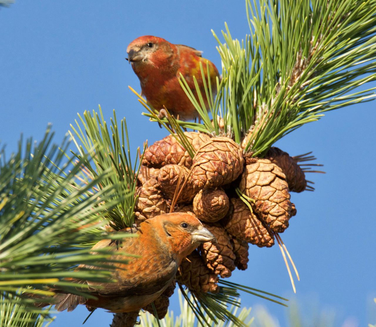 Red Crossbill Photo by Brian Avent