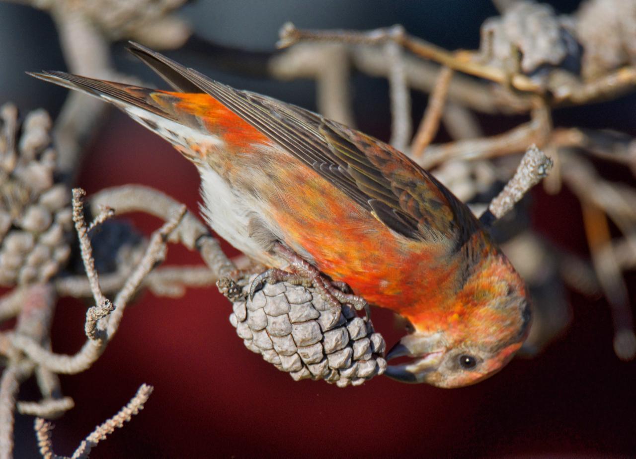 Red Crossbill Photo by Brian Avent
