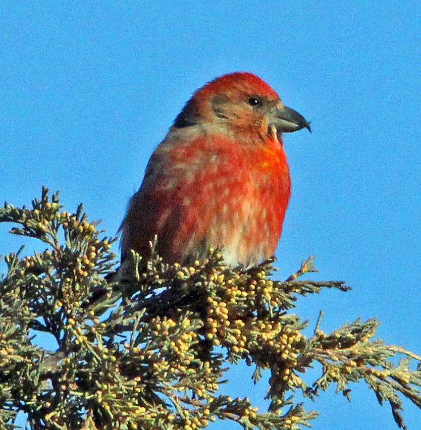 Red Crossbill Photo by Tom Gannon