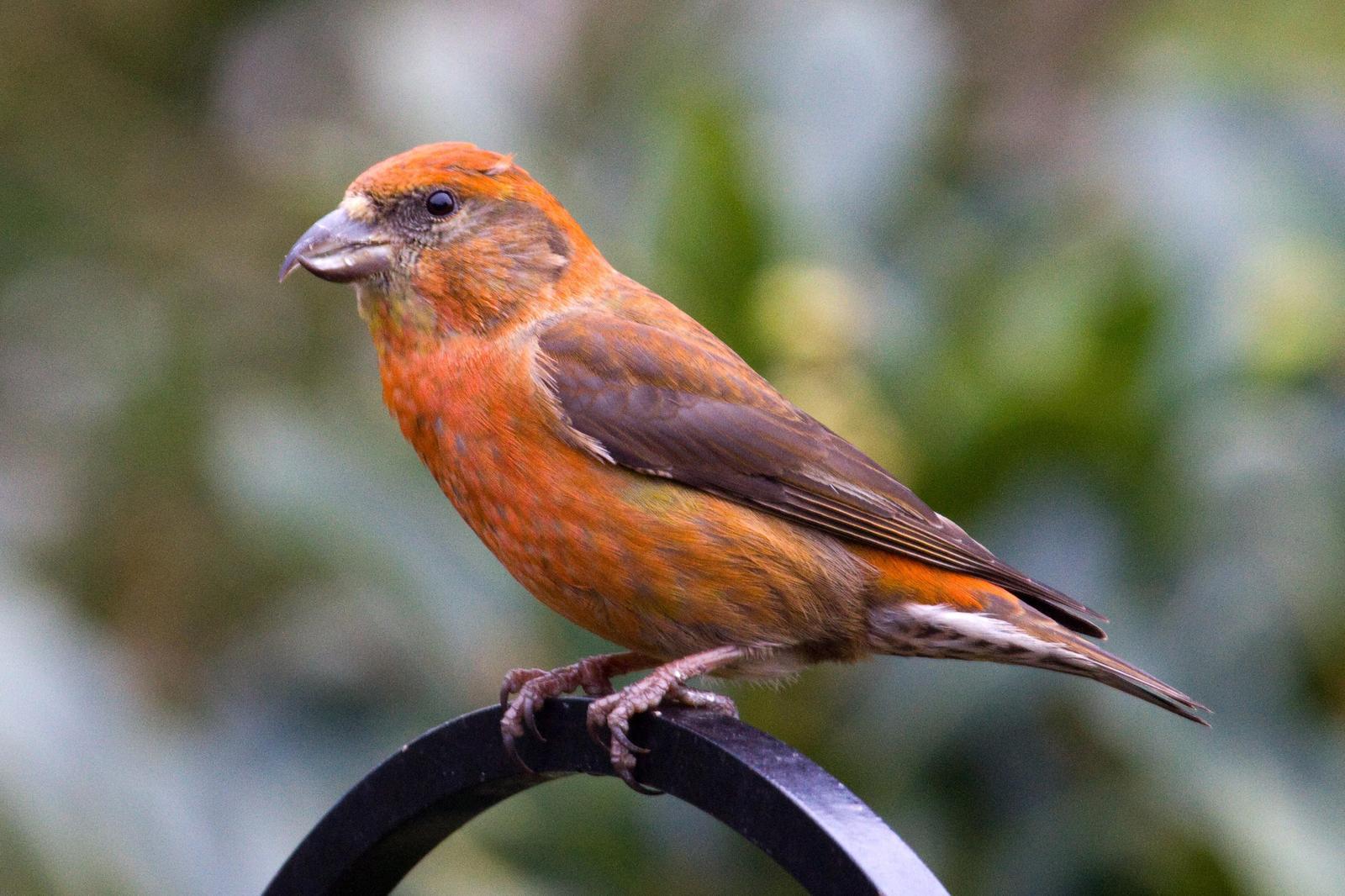 Red Crossbill Photo by Donna Pomeroy