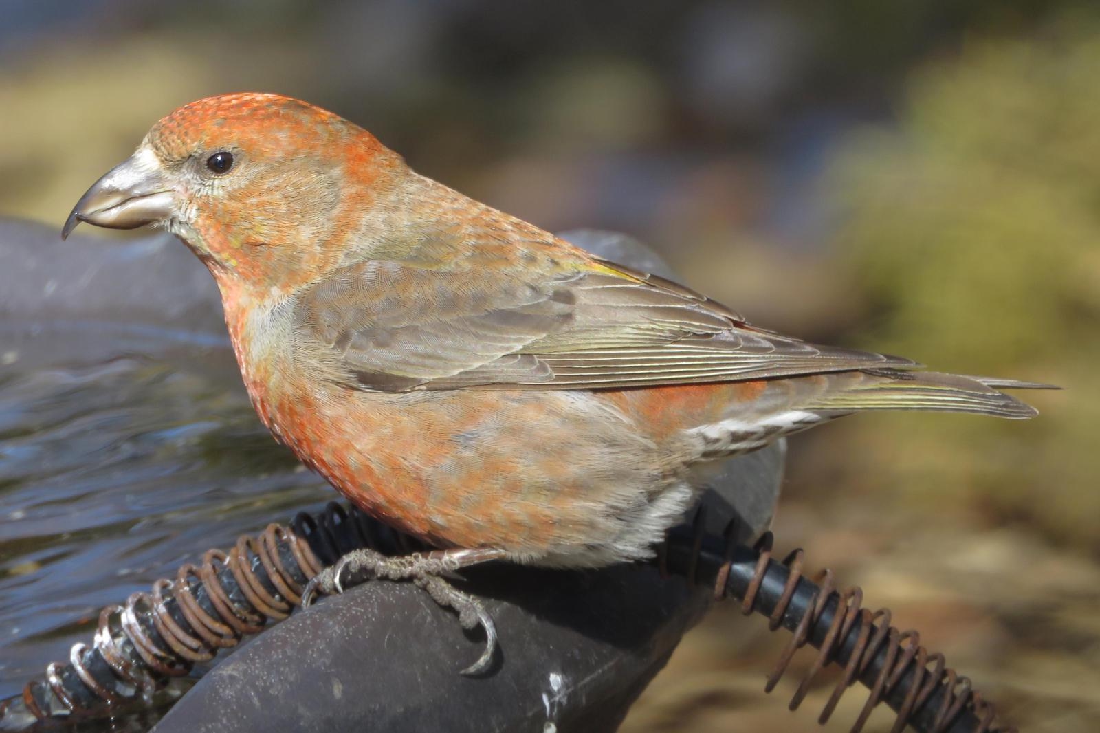 Red Crossbill Photo by Bob Neugebauer