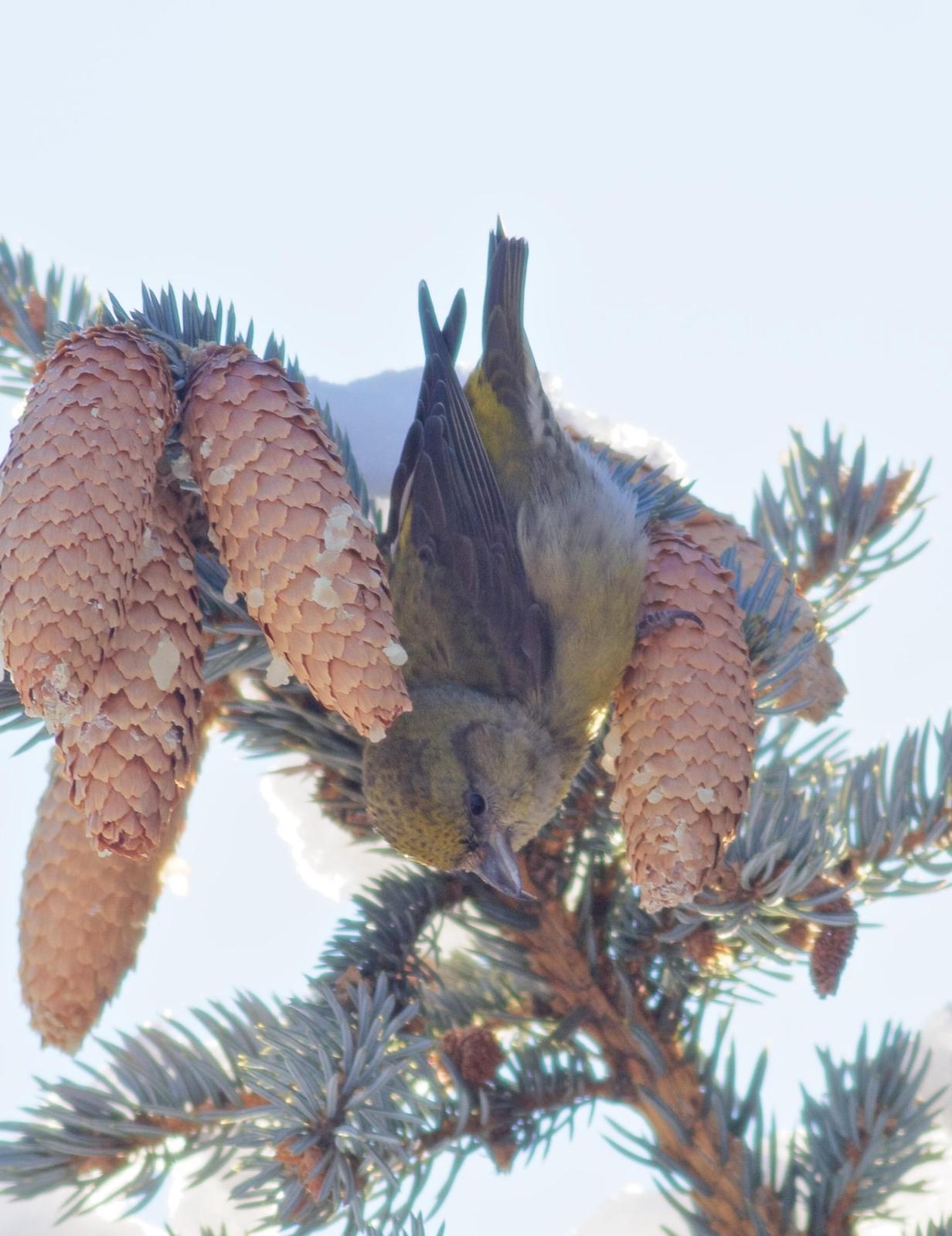 Red Crossbill Photo by Kathryn Keith