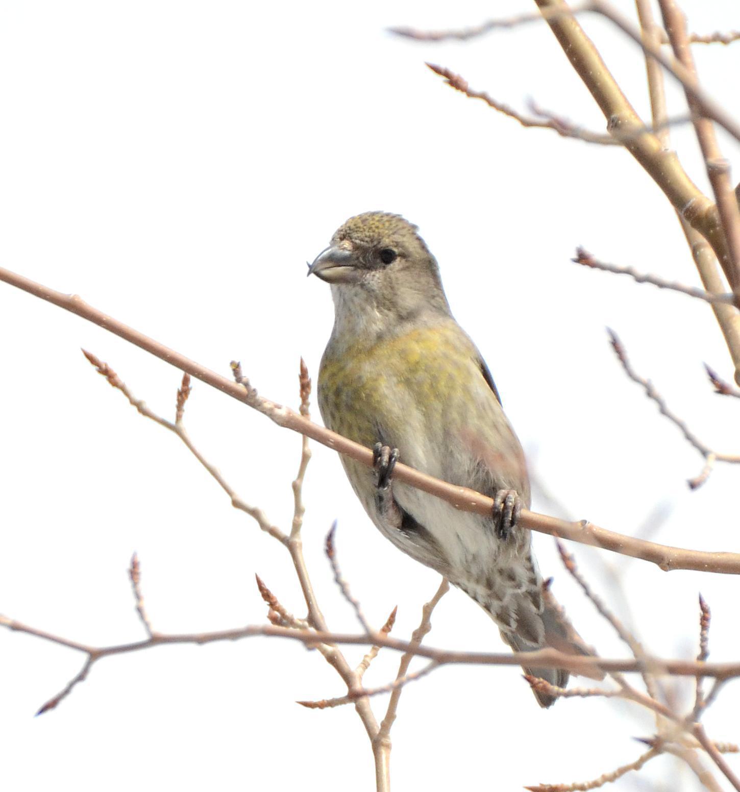 Red Crossbill (Lodgepole Pine or type 5) Photo by Steven Mlodinow
