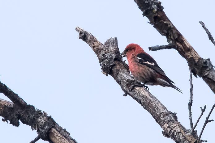 White-winged Crossbill Photo by Gerald Hoekstra
