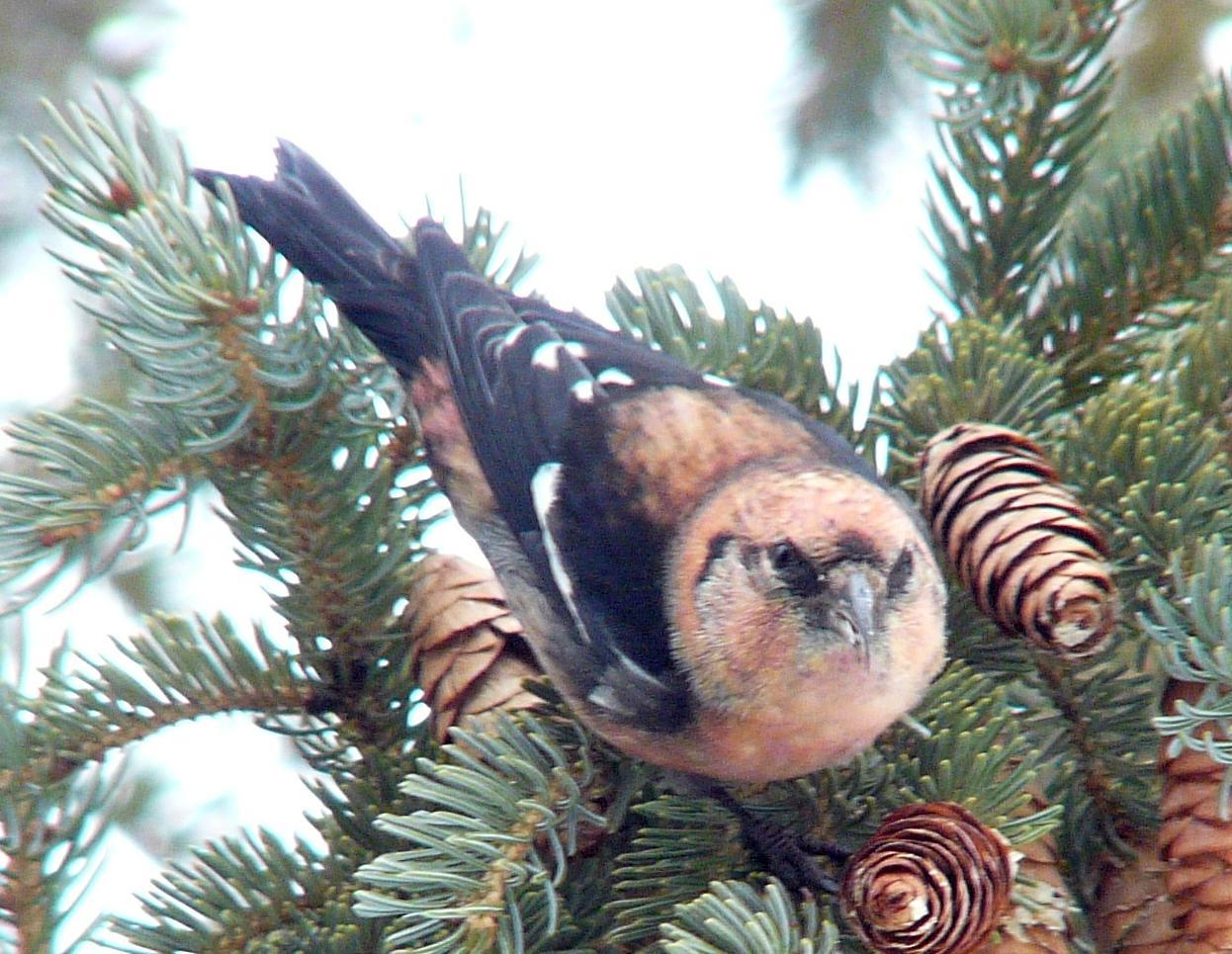 White-winged Crossbill Photo by Bob Neugebauer