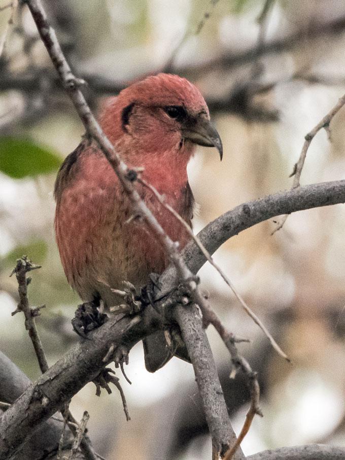 White-winged Crossbill Photo by Phil Kahler