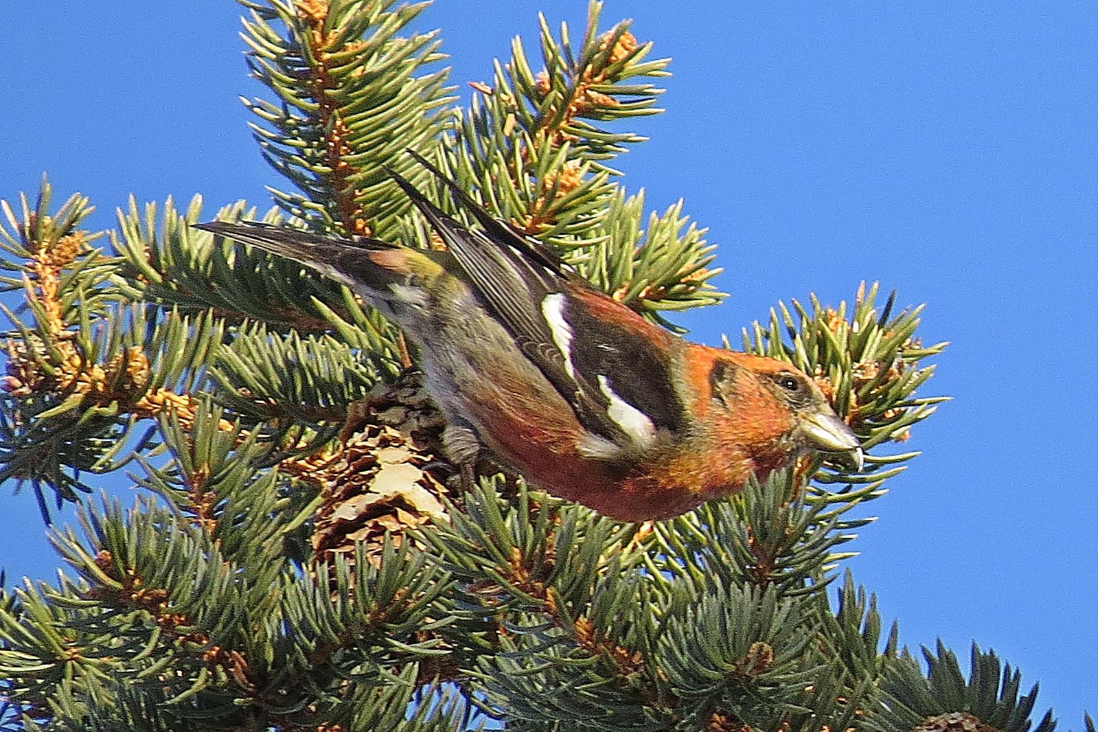 White-winged Crossbill Photo by Enid Bachman