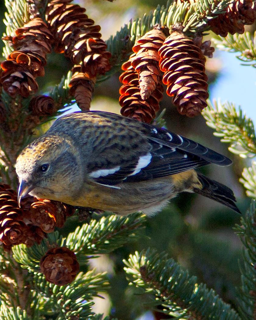 White-winged Crossbill Photo by Josh Haas