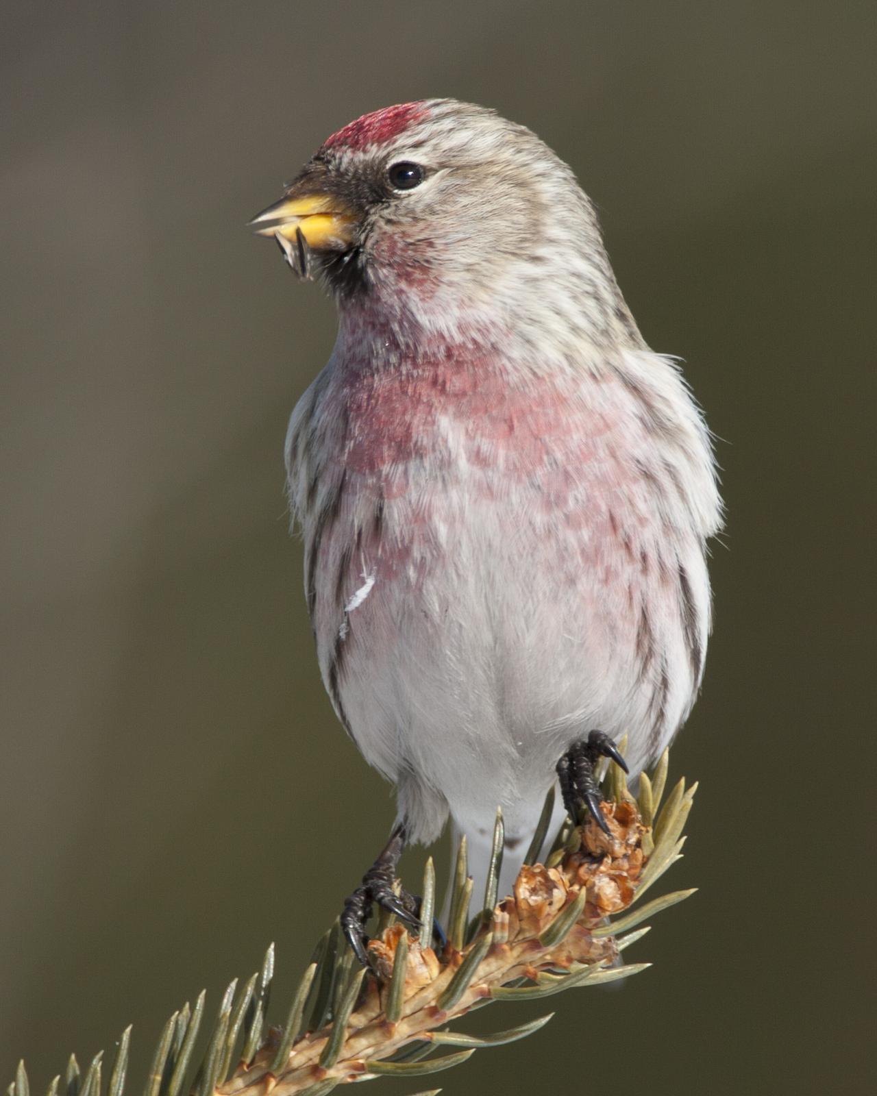 Common Redpoll Photo by Jeff Moore