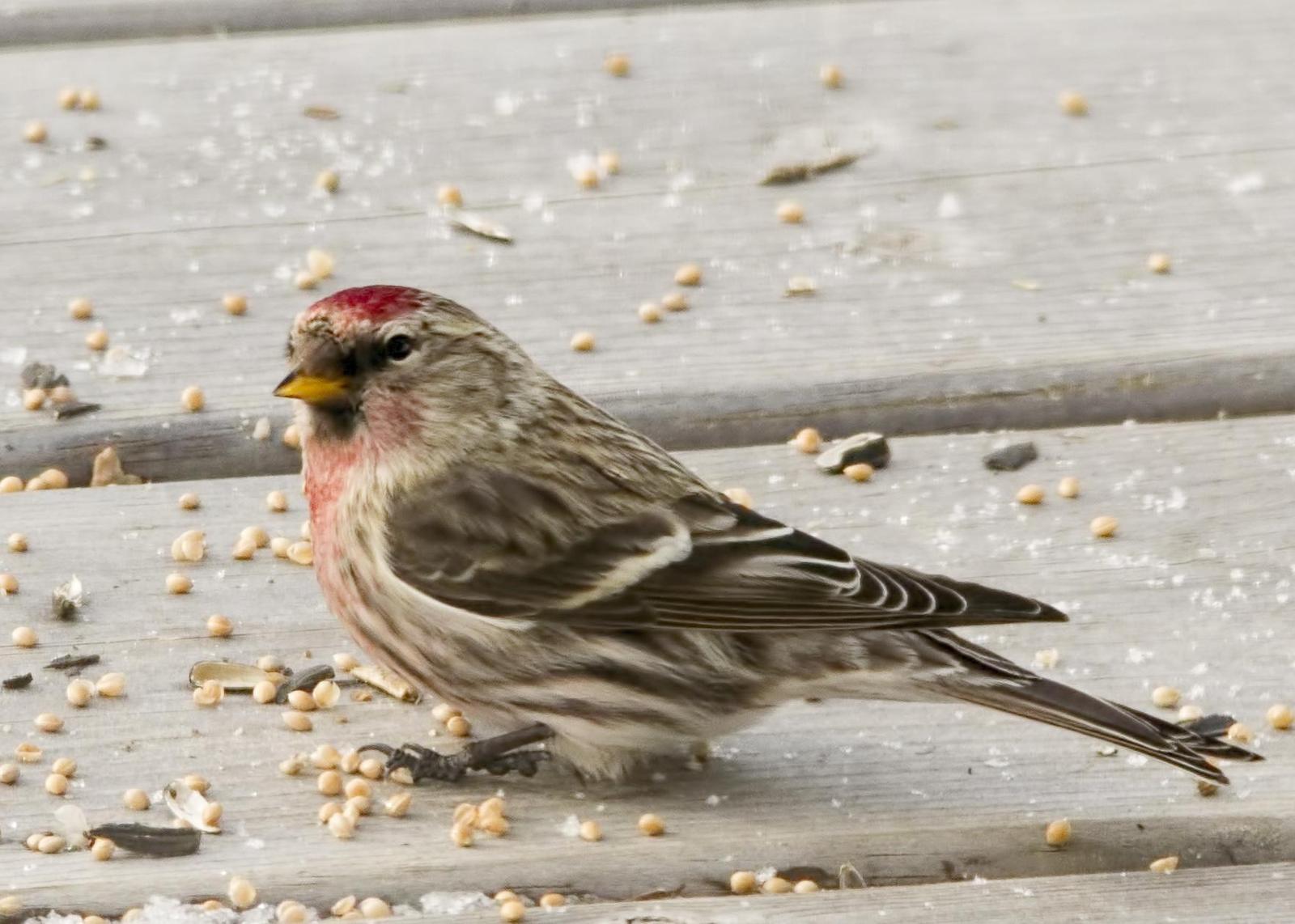 Common Redpoll Photo by Tracy Patterson