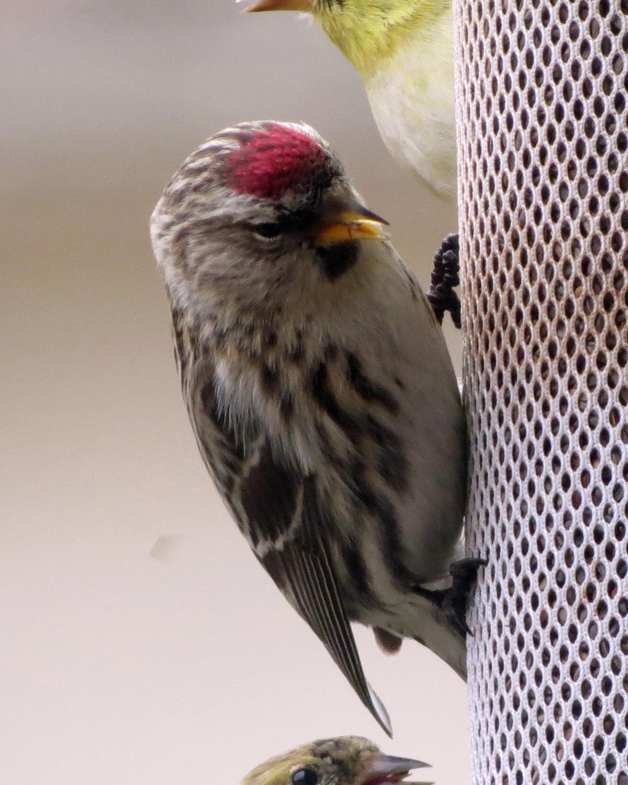 Common Redpoll Photo by Anna E. Wittmer