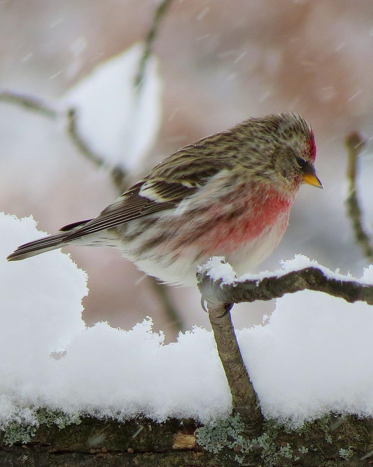 Common Redpoll Photo by Patricia Quinn