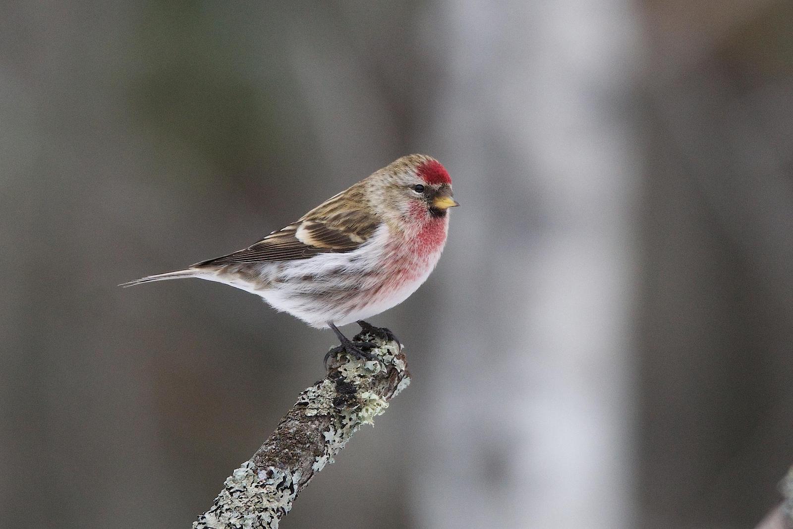Common Redpoll Photo by Gerald Hoekstra