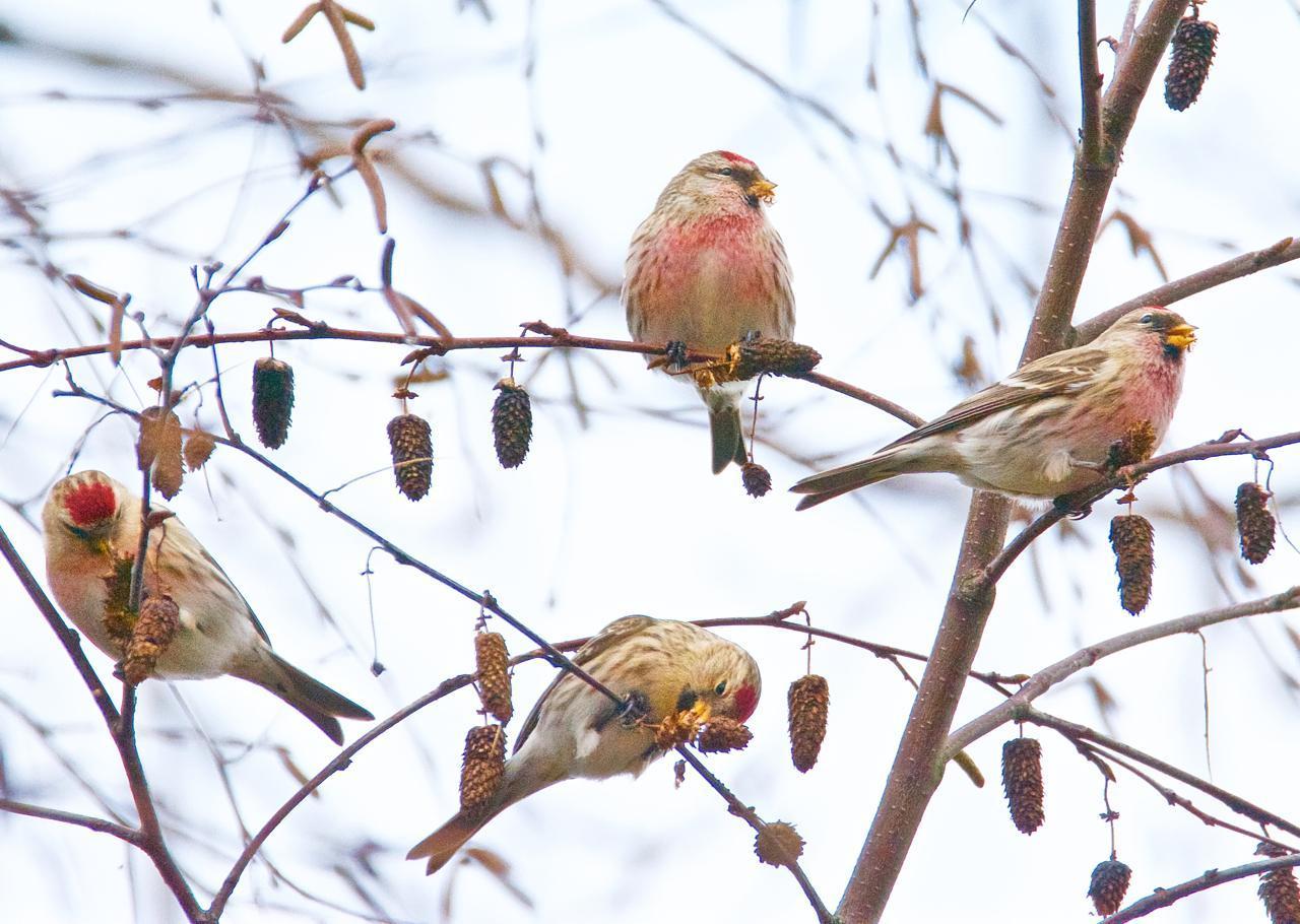 Common Redpoll Photo by Brian Avent
