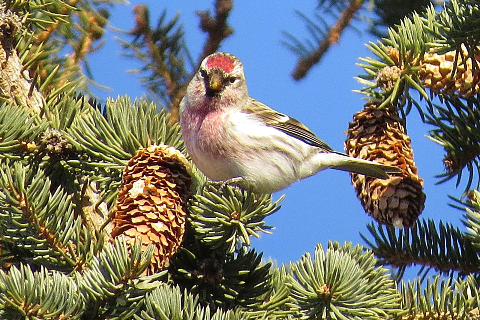 Common Redpoll Photo by Enid Bachman