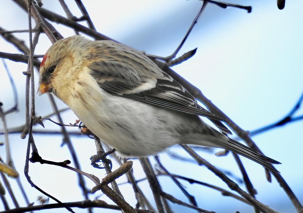 Hoary Redpoll Photo by Brian Avent