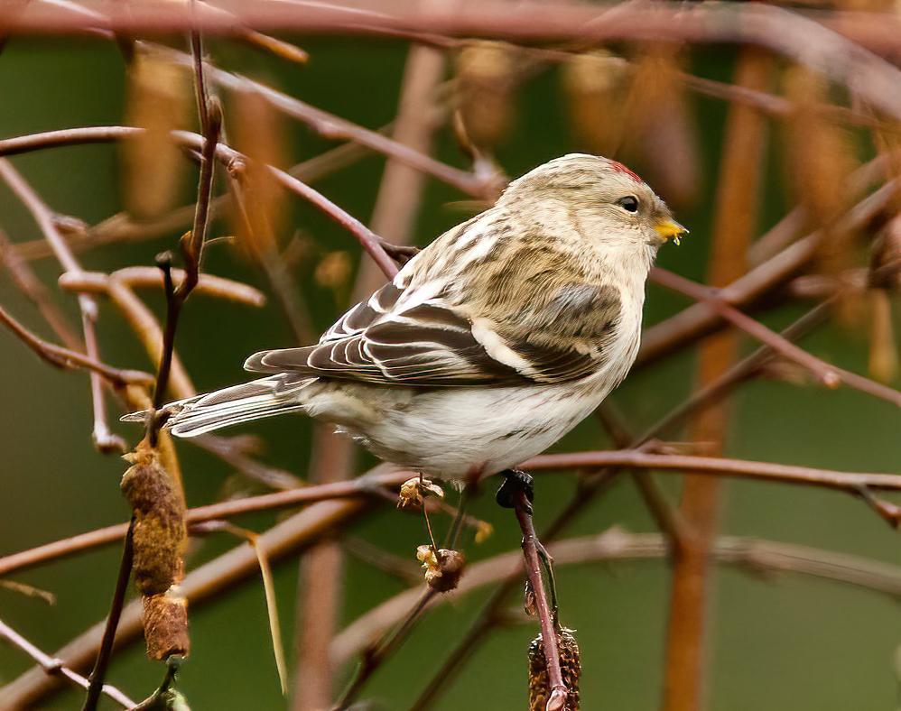 Hoary Redpoll Photo by Brian Avent