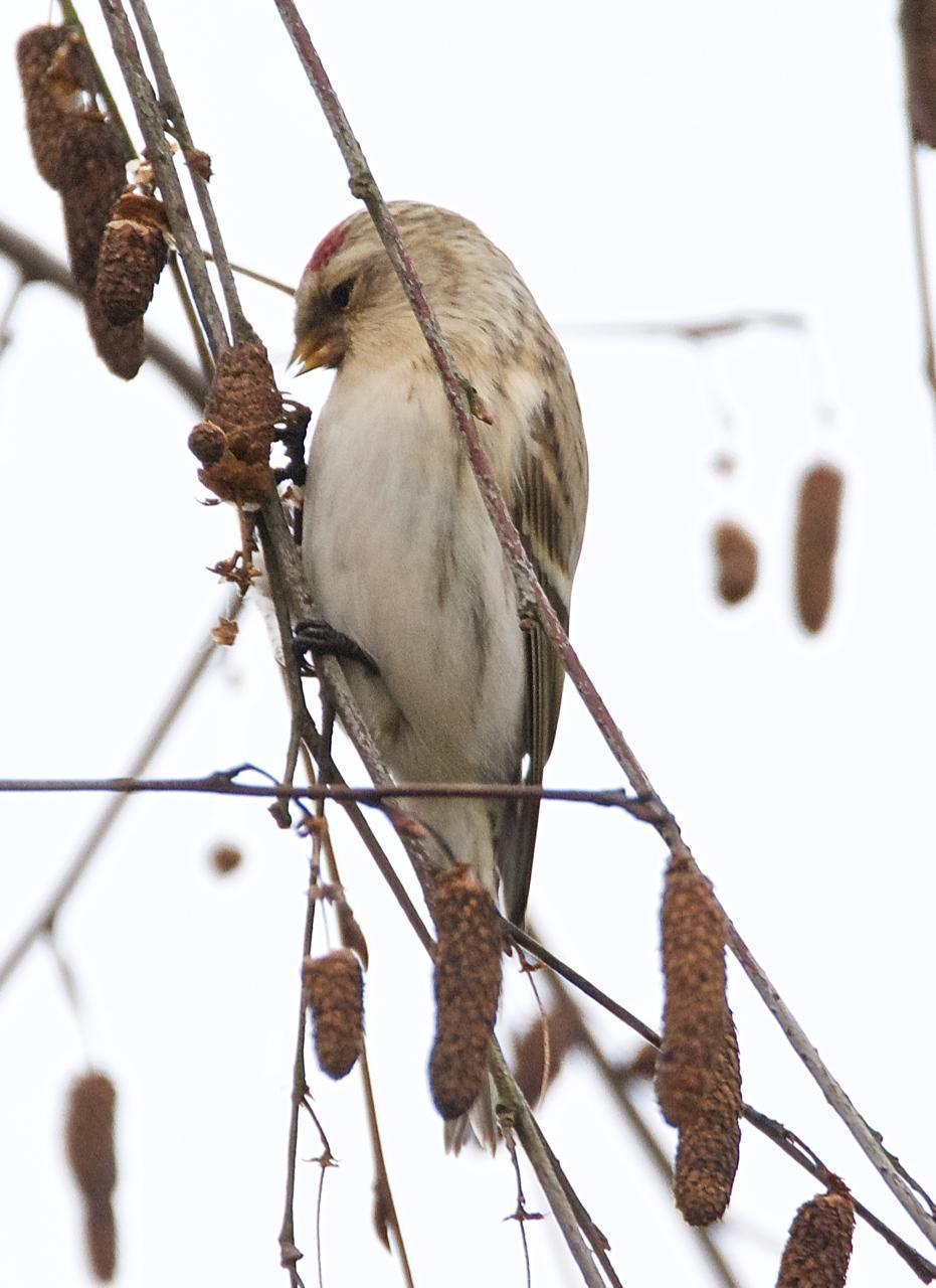 Hoary Redpoll (exilipes) Photo by Brian Avent