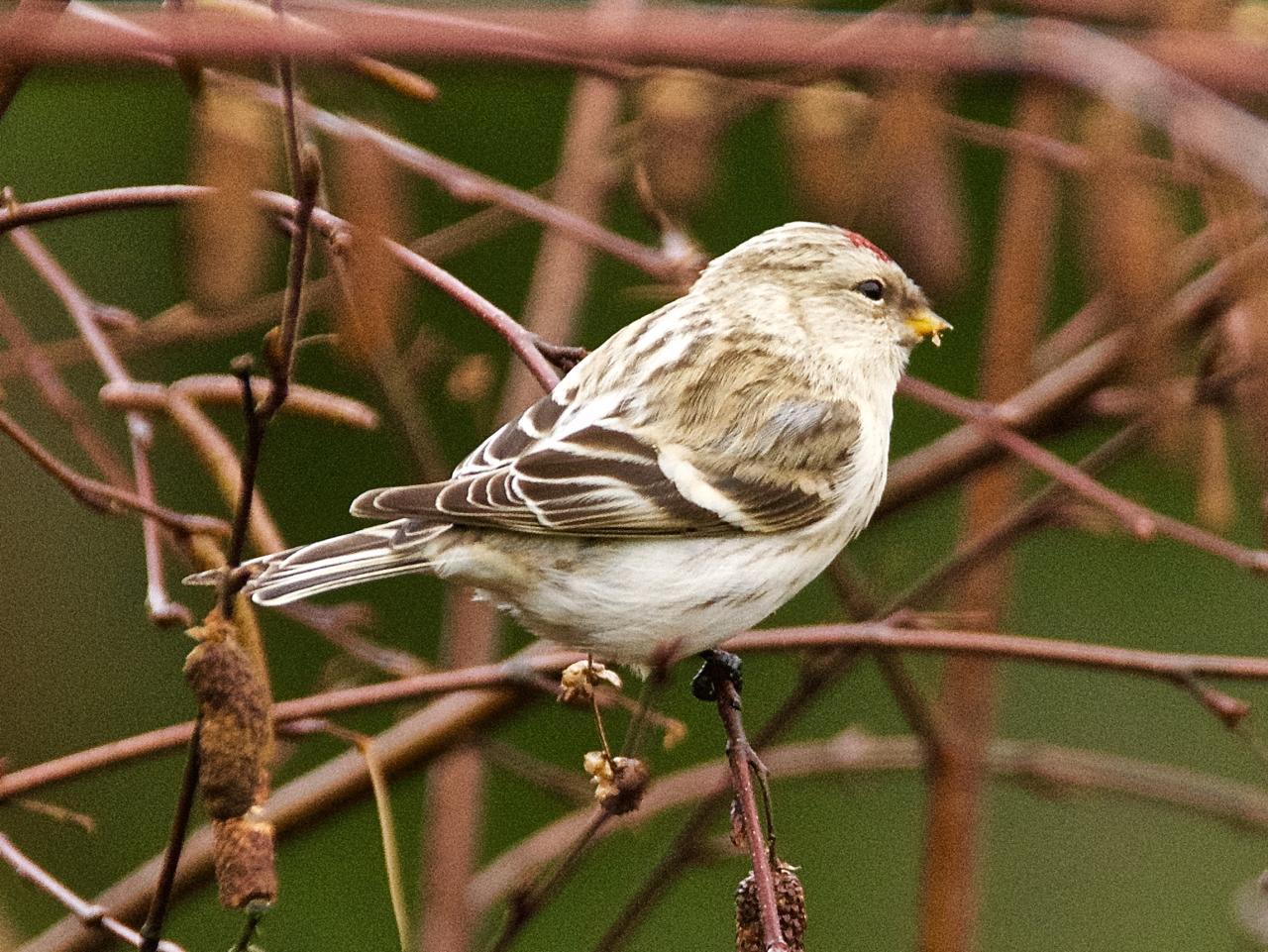 Hoary Redpoll (exilipes) Photo by Brian Avent