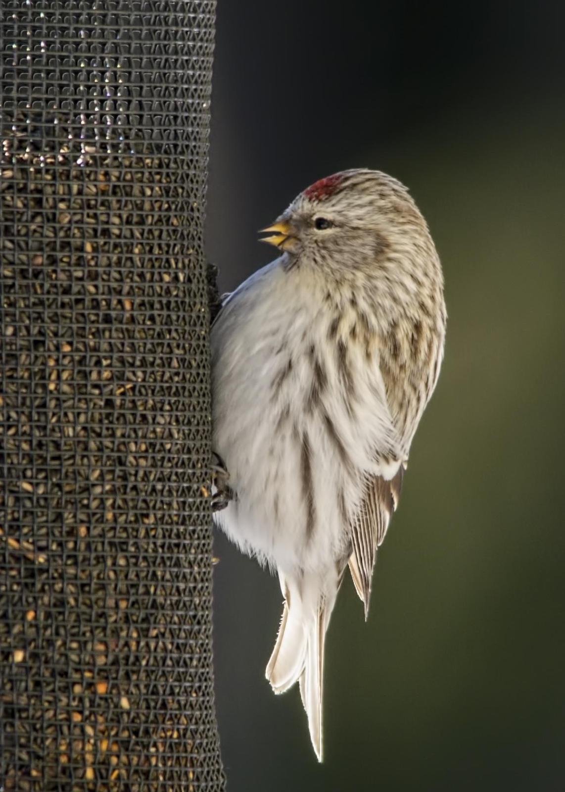 Hoary Redpoll (exilipes) Photo by Tracy Patterson