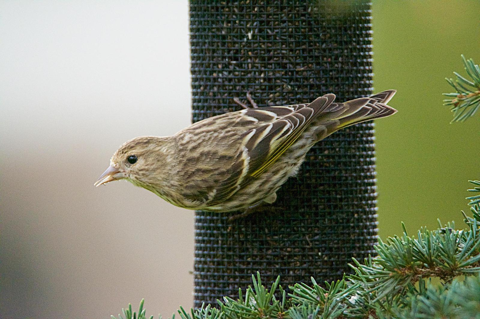 Pine Siskin Photo by Brian Avent