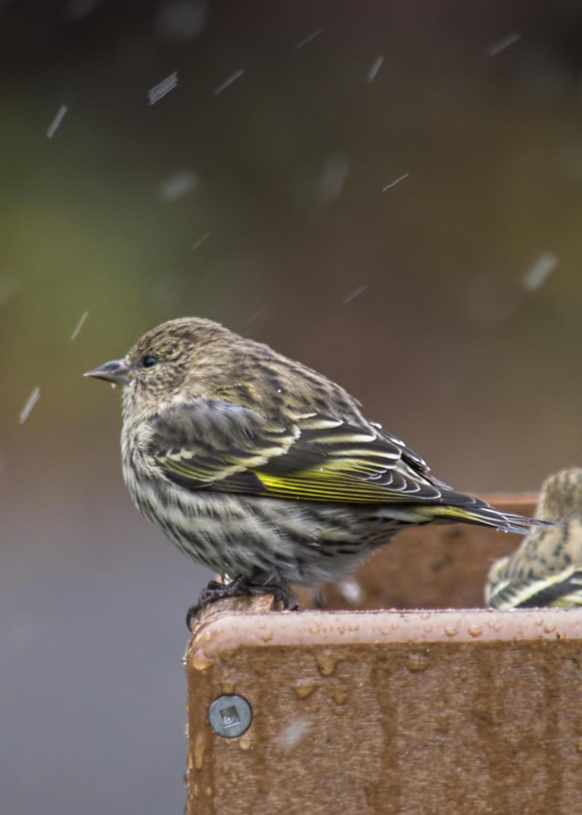 Pine Siskin Photo by Tracy Patterson