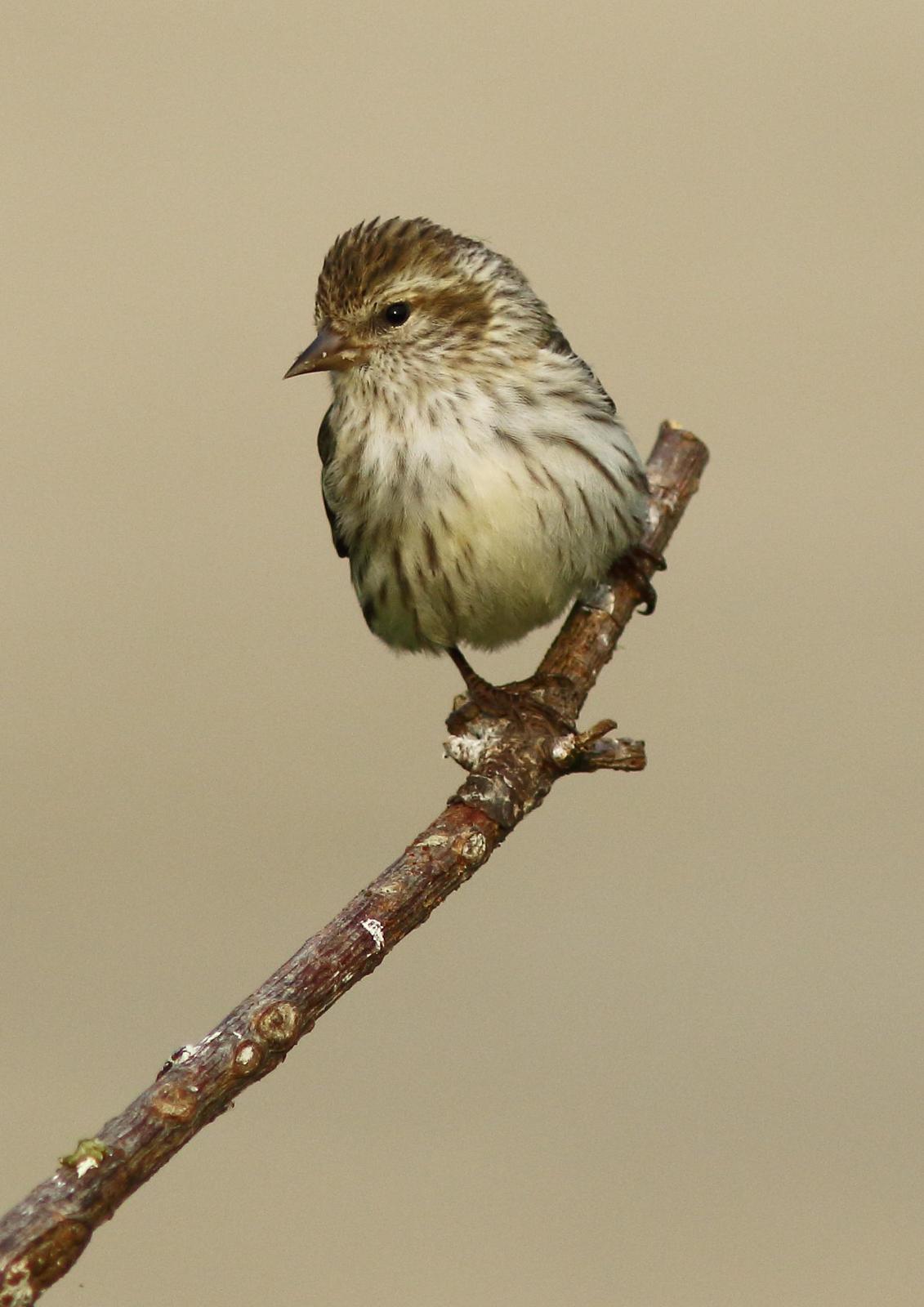 Pine Siskin Photo by Terry Campbell