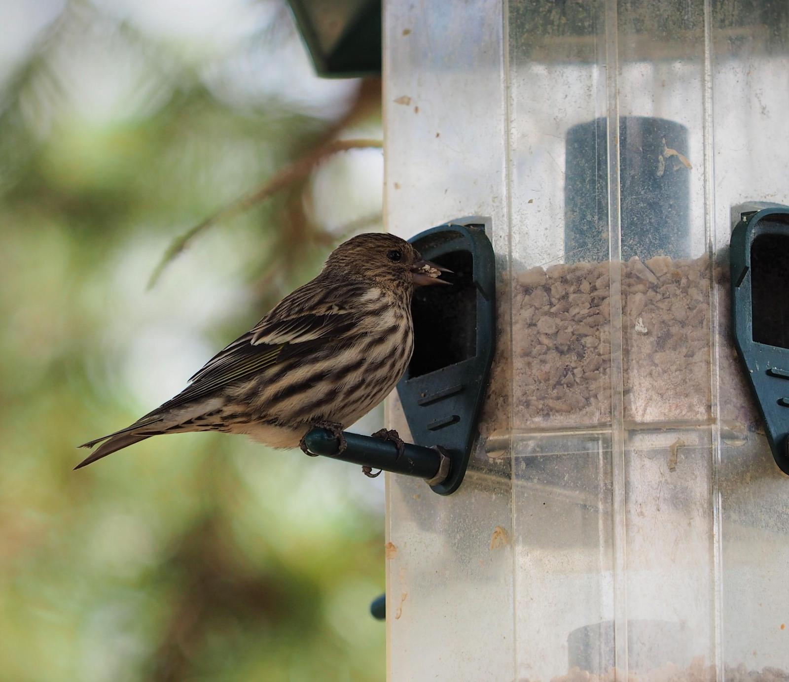 Pine Siskin Photo by Colin Hill