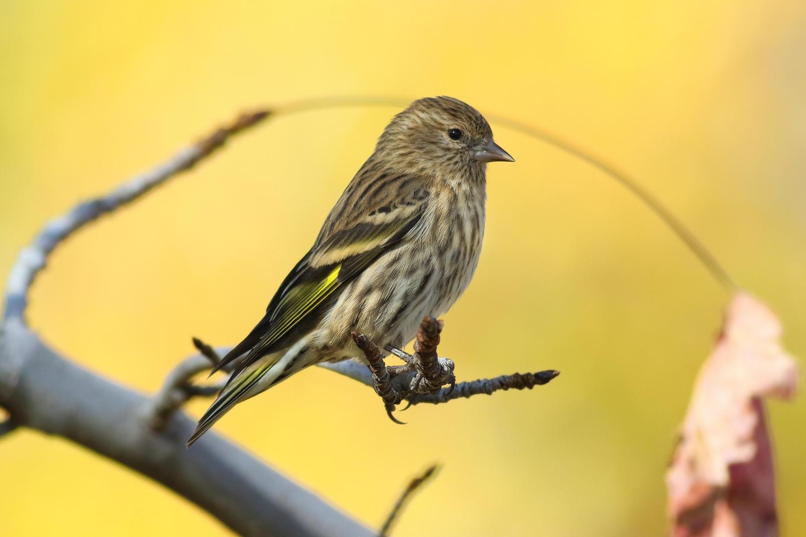 Pine Siskin (Northern) Photo by Tom Ford-Hutchinson