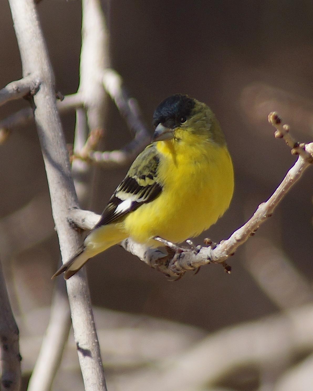 Lesser Goldfinch Photo by Gerald Hoekstra