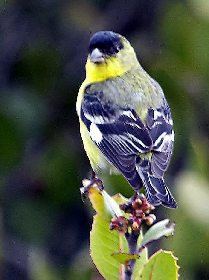 Lesser Goldfinch Photo by Dan Tallman