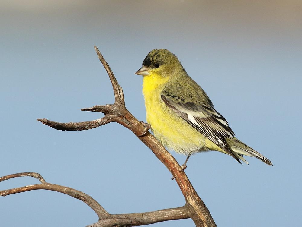 Lesser Goldfinch Photo by Vicki Miller