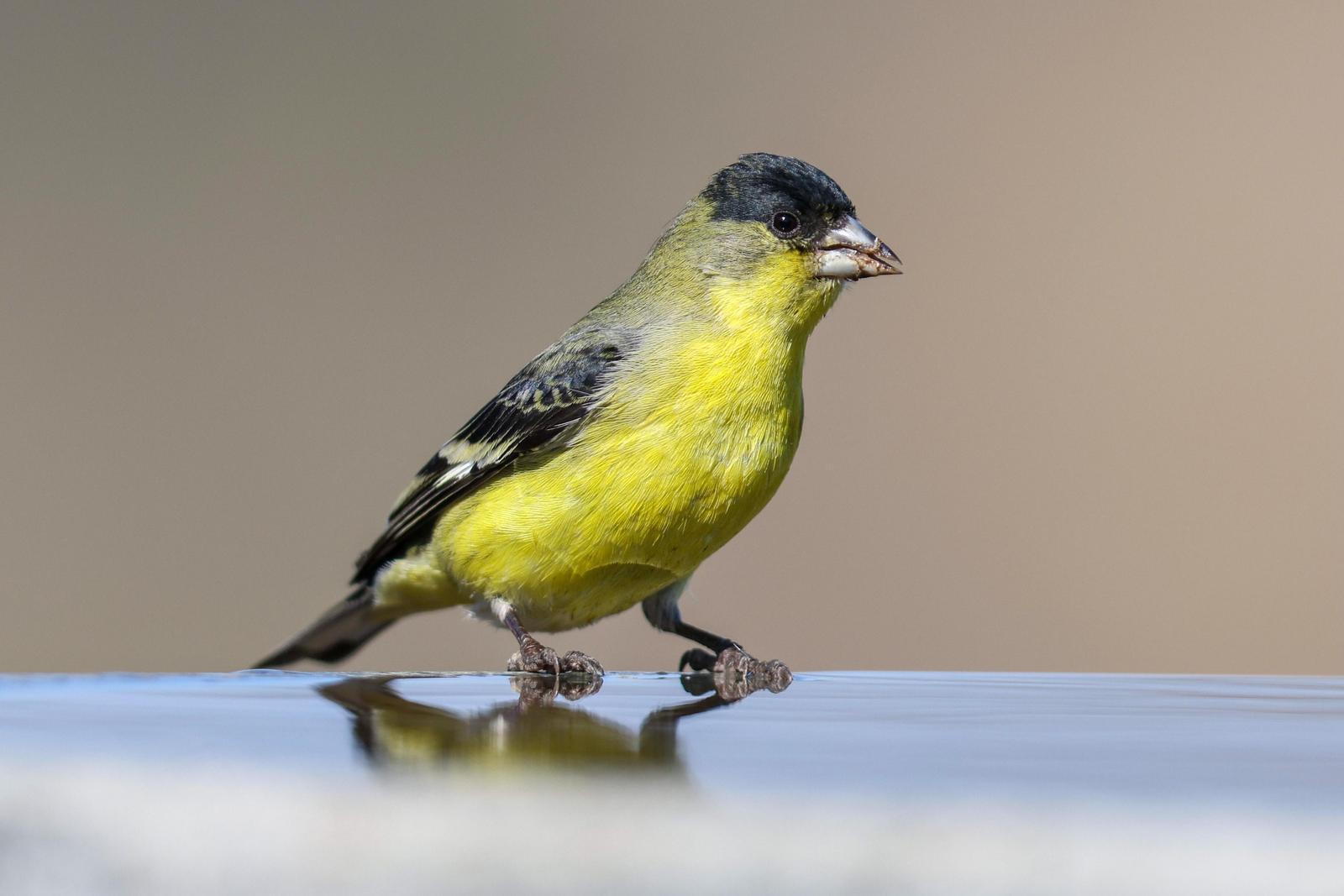 Lesser Goldfinch Photo by Tom Ford-Hutchinson