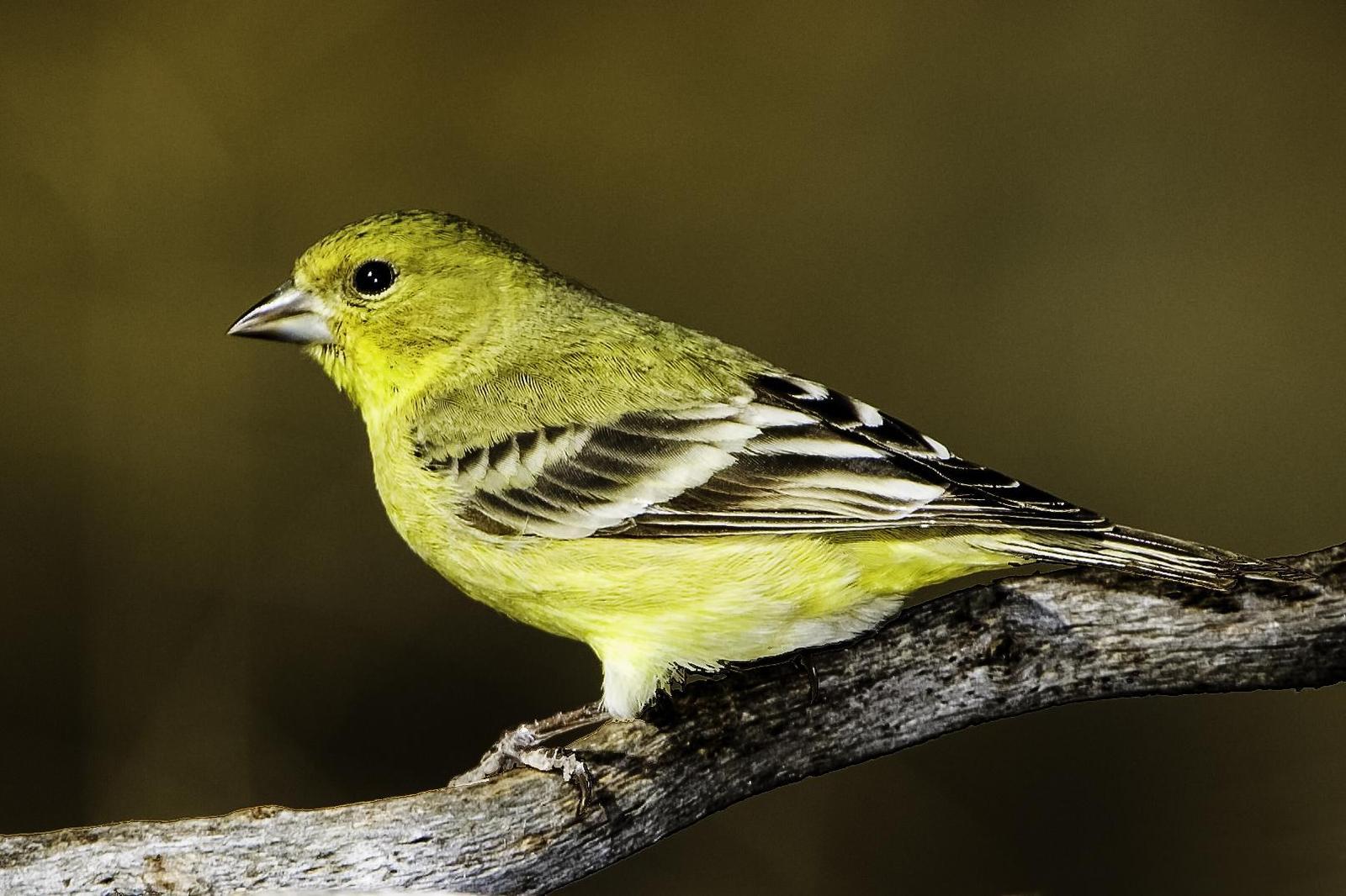 Lesser Goldfinch Photo by Mason Rose