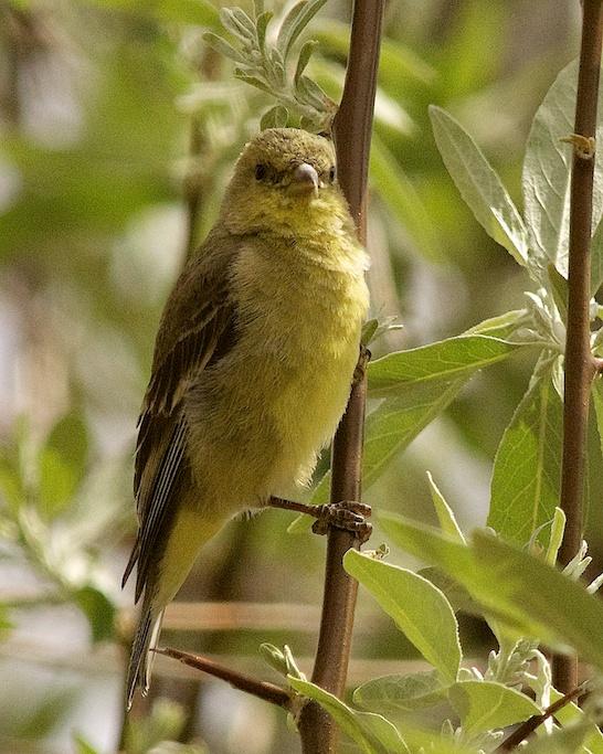 Lesser Goldfinch Photo by Gerald Hoekstra