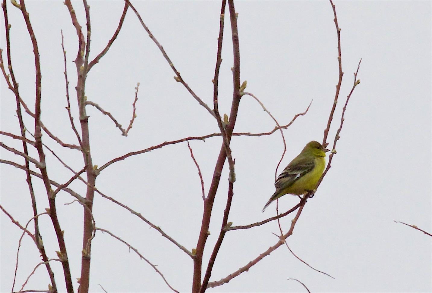 Lesser Goldfinch Photo by Kathryn Keith