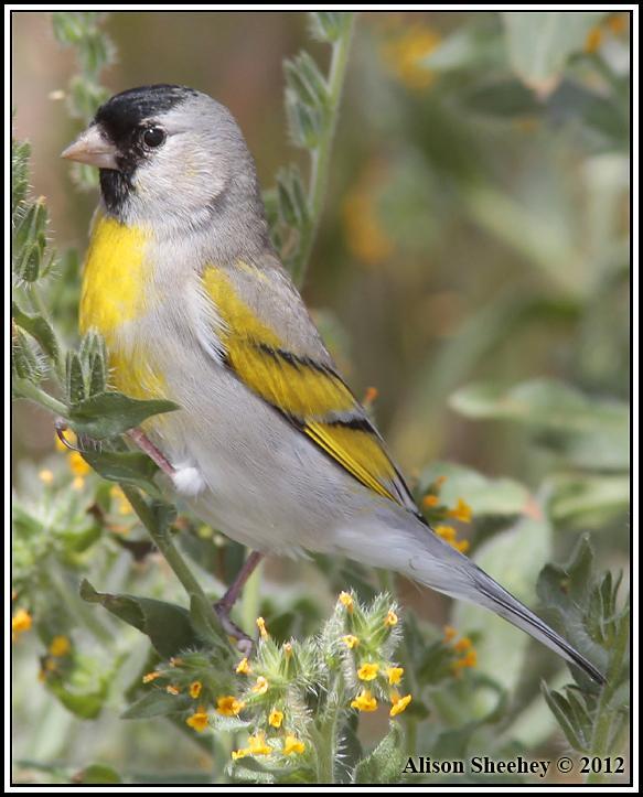 Lawrence's Goldfinch Photo by Alison Sheehey