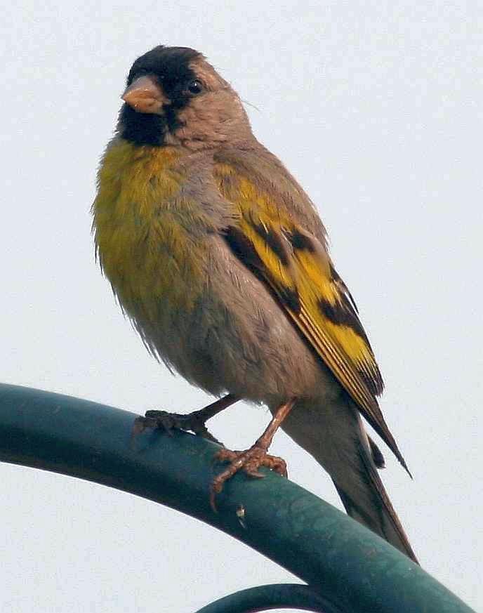 Lawrence's Goldfinch Photo by Vicki Miller