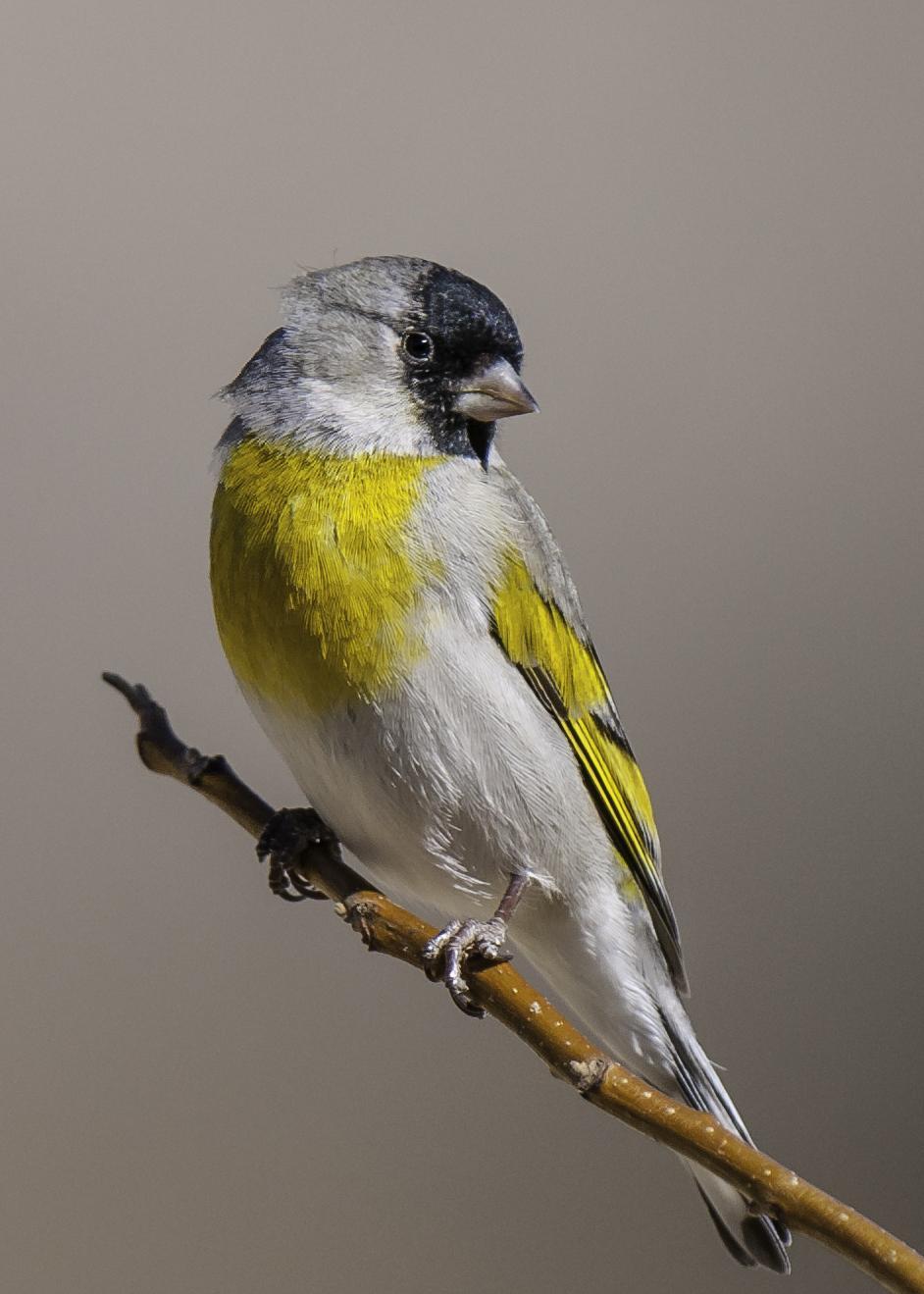Lawrence's Goldfinch Photo by Mason Rose