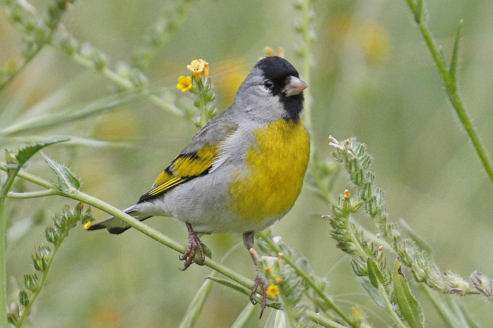 Lawrence's Goldfinch Photo by Donna Pomeroy