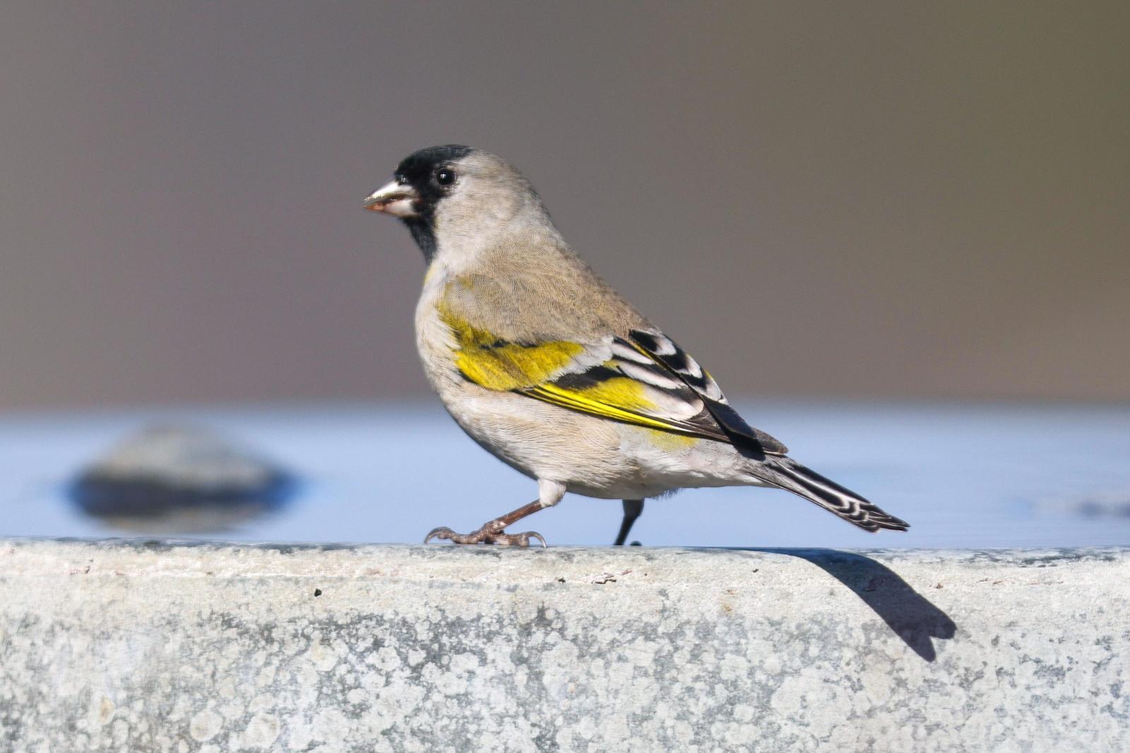 Lawrence's Goldfinch Photo by Tom Ford-Hutchinson